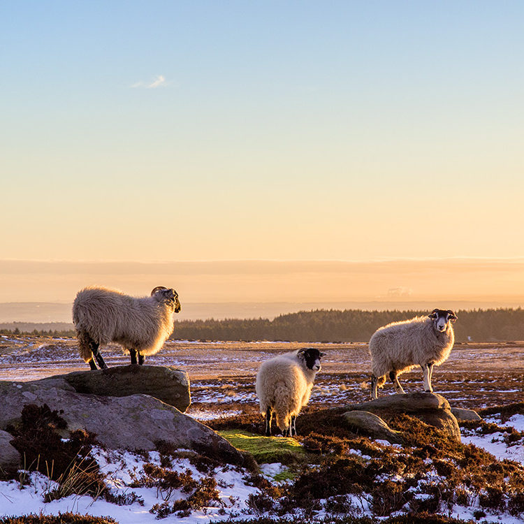 Moorland sheep caught in the low morning light